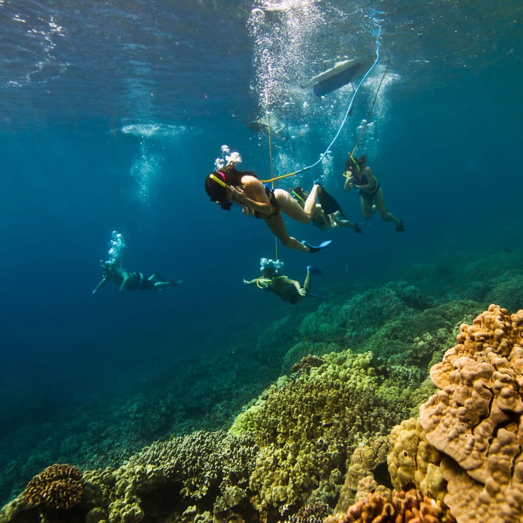 Snorkel Spectation
